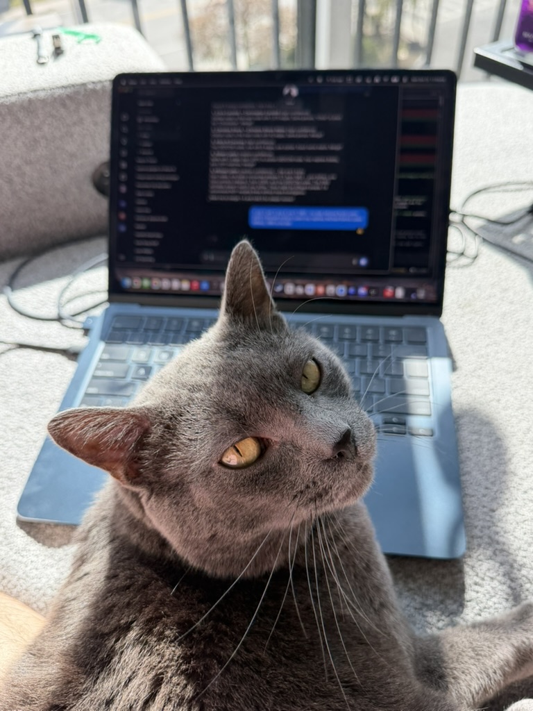 Carbon the cat supervising the bench from a chair